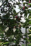 20171014 - Capsicum chinense Jacq. 'Pimenta da Neyde'.jpg