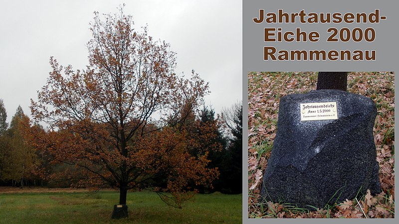 File:2017 Rammenau Jahrtausendeiche 2000.jpg