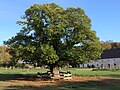 2018-10-31-Düsseldorf-Holthausen-Baum vor Gut Niederheid.jpg