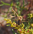 Haubenfangschrecke - Empusa pennata, Nymphe