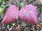 Viburnum dentatum, or southern arrowwood.