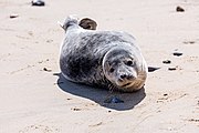 Seals at Horsey Dunes in Norfolk, United Kingdom.