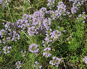 20415965-Thymus kirgisorum-2.jpg