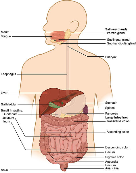 File:2401 Components of the Digestive System.jpg