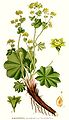 Alchemilla vulgaris L.