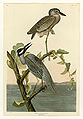 336. Yellow-Crowned Heron