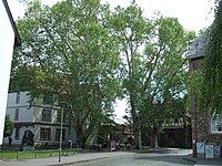 3 plane trees at the castle entrance