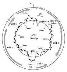 Schematic map of the pPO1 plasmid from the hyperacidophile Picrophilus oshimae 723604.fig.001.jpg