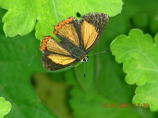 <i>Heliophorus brahma</i> Species of butterfly