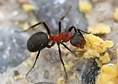 A living Formica, or wood ant A Formica rufa collecting.jpg