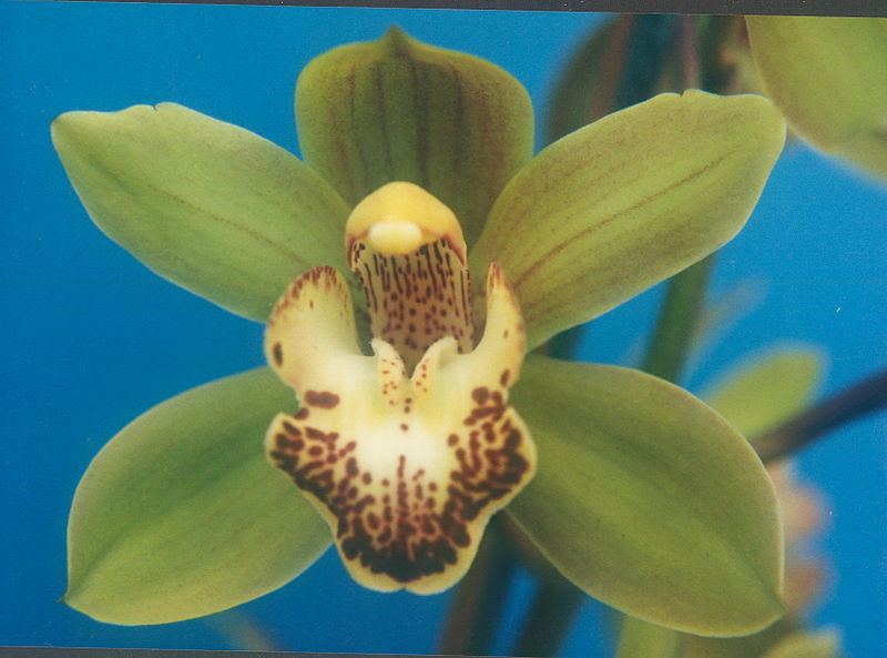 File:A and B Larsen orchids - Cymbidium Peter Pan 227-2.jpg
