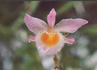 <i>Dendrobium loddigesii</i> Species of orchid
