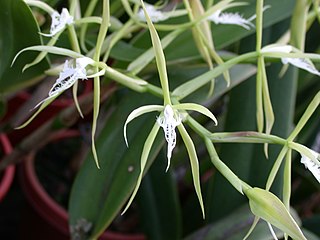 HOA GIEO TỨ TUYỆT 2 - Page 2 320px-A_and_B_Larsen_orchids_-_Epidendrum_ciliare_DSCN4623