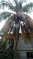 A coconut palm tree.jpg