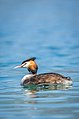 * Nomination A great crested grebe in Thunersee in Spiez, Switzerland, by User:It.deepak --IM3847 08:55, 29 May 2020 (UTC) * Promotion Good quality. --Peulle 20:35, 30 May 2020 (UTC)