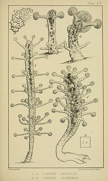 File:A naturalist's rambles on the Devonshire coast (Page 241) (5980717579).jpg