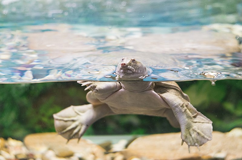 File:A photo of an australian pig-nosed flippered freshwater turtle Carettochelys insculpta in an aquarium.jpg