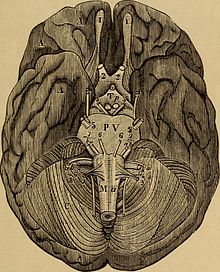 Cranial nerves A treatise on physiology and hygiene for educational institutions and general readers (1884) (14590335769).jpg