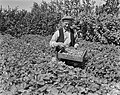 Strawberry harvest