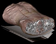 Volume rendering of an abdominal CT. Abdominal CT with scan range and field of view, without annotations.jpg