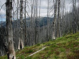 Abies lasiocarpa