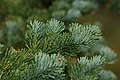 Abies lasiocarpa