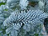 Abies procera 'Glauca' - 20101120-02.jpg