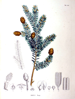 <i>Tsuga sieboldii</i> Species of conifer