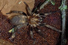 Acanthogonatus fg01.jpg