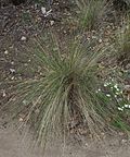 Miniatura para Stipa speciosa