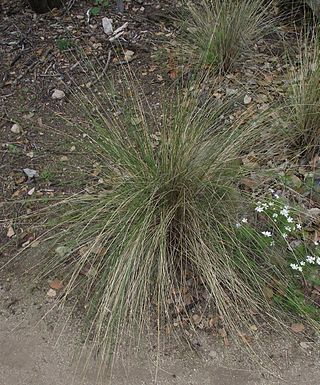 <i>Stipa speciosa</i> Species of plant