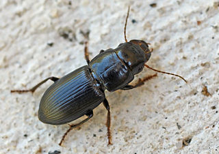 <i>Acinopus</i> Genus of beetles