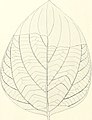 Additions to the flora of the Wilcox group (1922) (16152957973).jpg