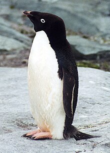 Adelie Penguin.jpg