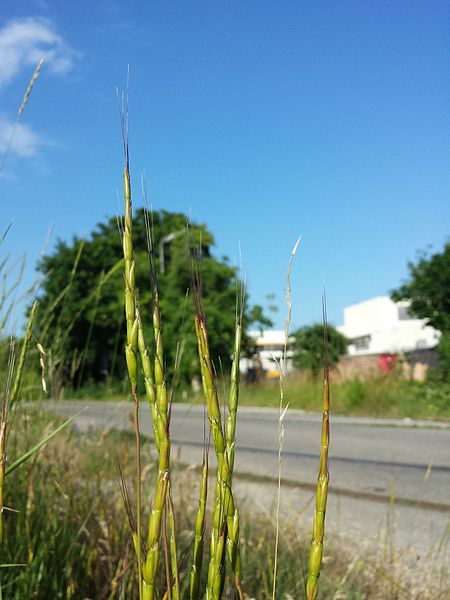 File:Aegilops cylindrica sl17.jpg