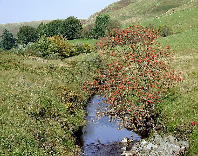 File:Afon Tywi with rowan tree, by Bryn Mawr - geograph.org.uk - 1497669.jpg