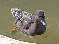 Duck, African Black Anas sparsa