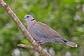 * Nomination African mourning dove (Streptopelia decipiens shelleyi), The Gambia --Charlesjsharp 20:29, 29 January 2017 (UTC) * Promotion  Support OK. --C messier 13:56, 29 January 2017 (UTC)