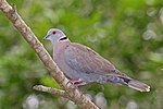 Thumbnail for File:African mourning dove (Streptopelia decipiens shelleyi).jpg