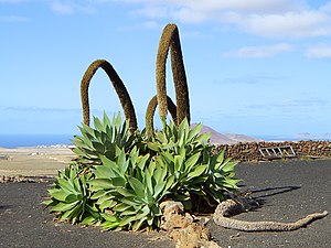 Gooseneck agave (Agave attenuata)