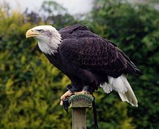 Alaskan Bald Eagle (3435022987).jpg