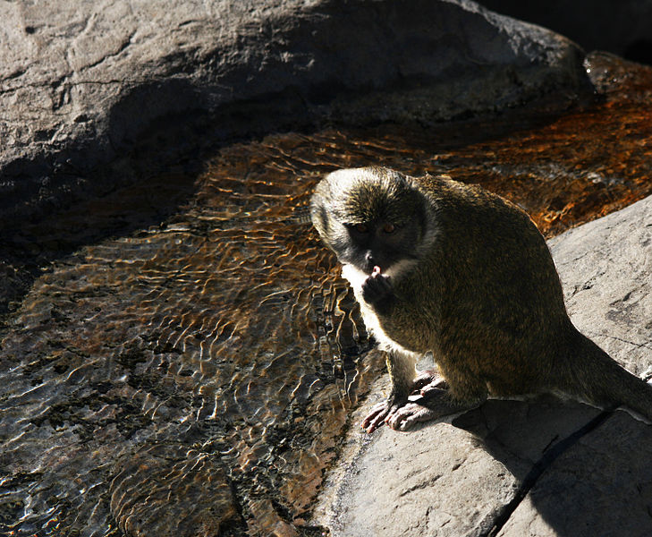 File:Allens Swamp Monkey (4238066153).jpg