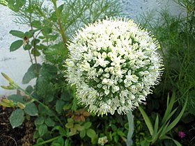 Allium cepa, Amol.jpg