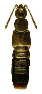 <i>Aloconota</i> Genus of beetles