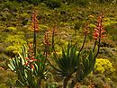 Aloe plicatilis in flower in the Western Cape SA 1.jpg