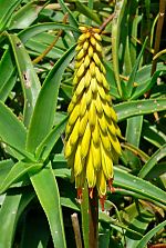 Miniatura para Aloe striatula