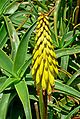 Aloe striatula