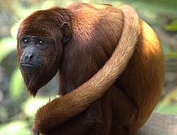 베네수엘라붉은고함원숭이