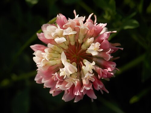 Red Clover (Trifolium pratense)