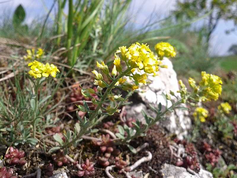 File:Alyssum montanum subsp. montanum sl1.jpg